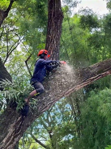 Tree pruning!