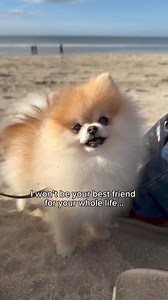 Im not crying... You're crying 😭 #pomeranian #pomeraniansofinstagram #pomeranianworld #pomeranianpuppy #pomeranians #pomeranianlove #pomeranianlovers #pomeranianpage #pomeraniandogs #pomeranianlover #pomeranianofinstagram #pomeraniandog #pomeranianofinsta #pomeranianlife #pomeranianloverpost #pomeranianstagram #pomeranianmix #pomeraniansclub #pomeraniansofig #pomeranianpuppies #pomeranianspitz #pomeranianmania #pomeranianclub #pomloversclub #pomeranianoftheday #pomeraniansworld #pomeraniansofin