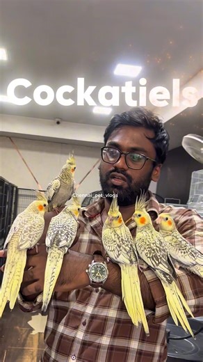 Tamed cockatiels for sale in Chennai | Tamil bird video