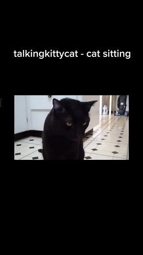 Tame the Angry Sylvester: Cat Sitting Adventures with Izzy