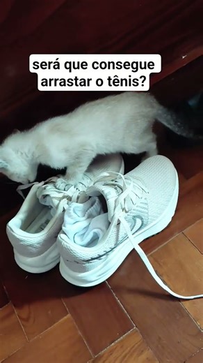 Kitten playing with sneakers, #animals #cutepets #cat #funny #shorts.