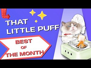 That Little Puff | Best Of The Month! | November 2022
