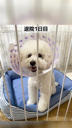 怪我からの 右後脚の 膝蓋骨脱臼💦 怪我からの1ヶ月後、手術になりました。 前十字靭帯断裂がなかったので、早く良くなりました。 大好きなお散歩も少しずつ行けるようになって本当に良かったです。 #膝蓋骨脱臼 #手術