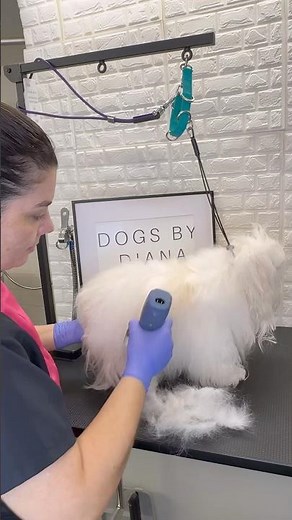 Maltese long hair trimming #maltese #doggroomingtips #doggroominglife