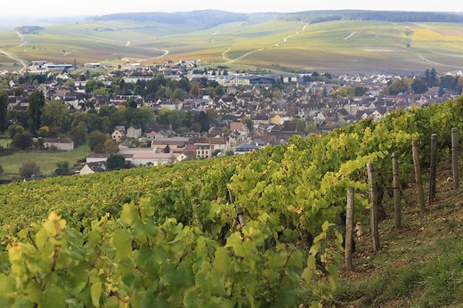 Chablis wine | Total Wine & More