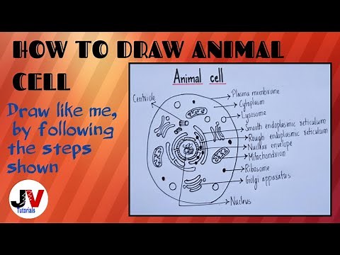Animal Cell Diagram with Labels | Class 9 | Biology | animal cell easy diagram