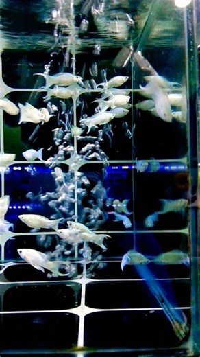 “Amazing! This Molly Fish Is Surprisingly Beautiful”