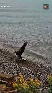 Immature Bald Eagle SWIMS to Shore With Huge Fish! 🦅🏊‍♂️ Lake Ontario | 9-16-26