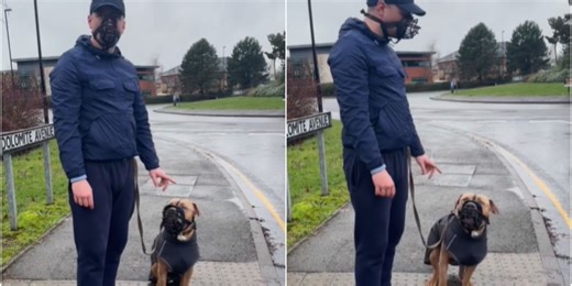 XL Bully owner called 'Rosa Barks' for wearing muzzle in solidarity with his dog