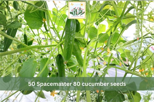 Spacemaster 80 Cucumber Seeds – 50 Compact Bush Slicing Cucumber - Etsy