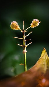 Mastering Macro: Lighting & Stacking Tricks 🌿✨ Join me in this quick video where I demonstrate how lighting can enhance the look of a strange, alien-like plant. I’ll show you my setup using flexible LED lights to create a mini nature studio, making the subject really pop. Learn about focus stacking with a wide aperture for better results in your macro shots. . . . 📸 MY GEAR 👉 Link in BIO 🔗 . . #MacroPhotography #LEDLights #MiniaturePhotography #MicroPhotography #plantphotography #Photography