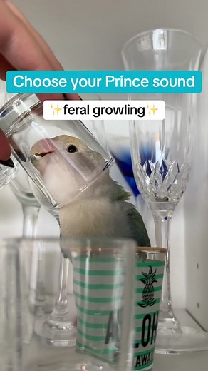 Choose Your Fighter Meme | Funny Bird Videos on TikTok