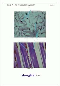 BIO 201L Anatomy and physiology 1 lab Straighterline Lab 7 The Muscular System BIO201L