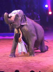 Elvis and Cvetomira Errani - Golden Clown - 46th Monte-Carlo International Circus Festival #montecarlo #elephant#circus | Circus video
