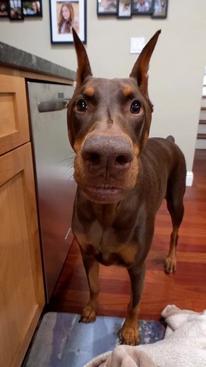 Dobermans vs Cats: The Ultimate Rivalry