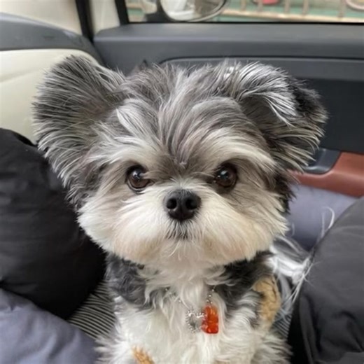 A tiny but sweetness commander who drives the whole car 🐾✨” | Shih Tzu Love