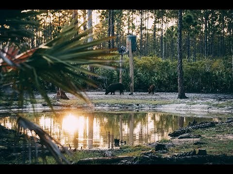Best Florida Hog Hunting Outfitter / Guide Service, Alligator Alley Outfitters Review