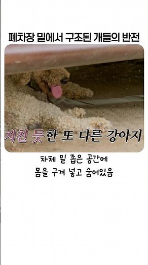 Retriever and Poodle abandoned in a junkyard in 102°F heat, in shocking condition
