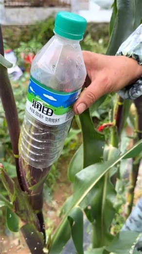 Brilliant Way to Protect Corn Using Plastic Bottles