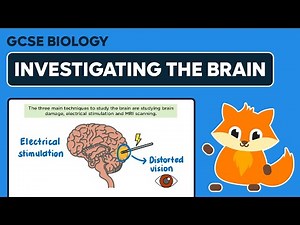 Investigating the Brain - GCSE Biology
