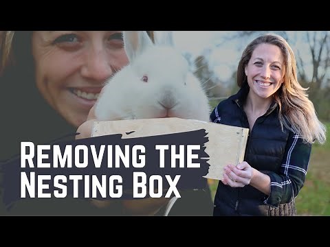 When to Remove Your Rabbits Nesting Box