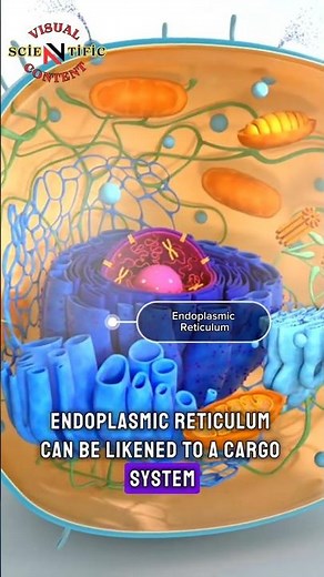 Endoplasmic Reticulum |ANATOMY SERIES | Visual Scientific Content