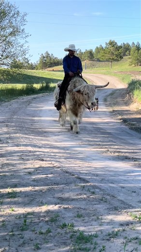 Bison vs Highland Cow: Wild Encounter in Scottish Highlands