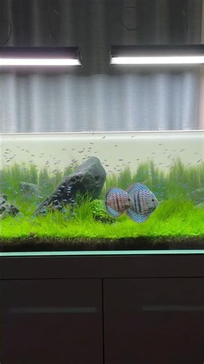 Beautiful discus aquarium with cardinal tetra 😍❤️