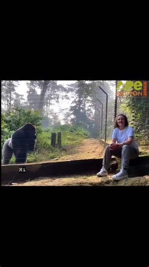 We have a very special thank you message from our Director, Rachel to all of our wonderful supporters 🤗🎄 It's been a big year for Ape Action Africa and we couldn't do any of our work without you, so we are forever grateful to each and every one of you #ApeActionAfricaFamily Whether you have sponsored one of our apes, donated, bought something off our website, shared or liked a post, or even just told a friend about us, you all make a difference to the lives of Cameroon's primates 🦍🐒 📷 Ape A
