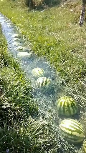 Why are TikTokers making memes of these watermelons floating down a river? | Know Your Meme