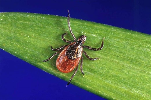 Ticks are surging early in Connecticut - the data shows how much