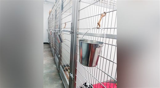 KC Pet Project offering free adoptions or ‘heartbreaking decisions’ will be made