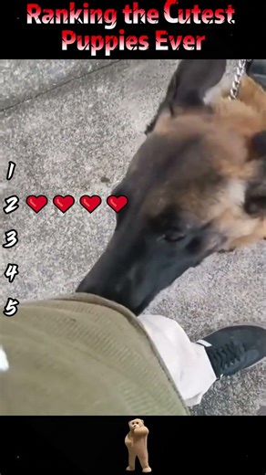 Ranking the Cutest Puppies Ever#gracioso #actuación #historiasreales