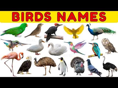 Learn Birds for Kids | Eagle, Parrot & More | Bird Names for Children | Preschool Learning Video