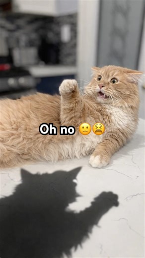 My scaredy Cat, won’t step on the snow #teamkikago #fypシ゚viral #goku #cute #funnycatvideos