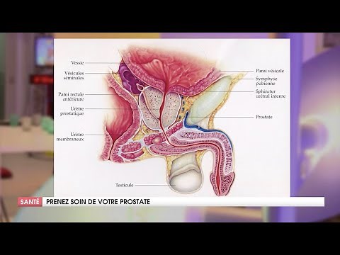 HOW TO FINALLY UNDERSTAND THE PROSTATE?