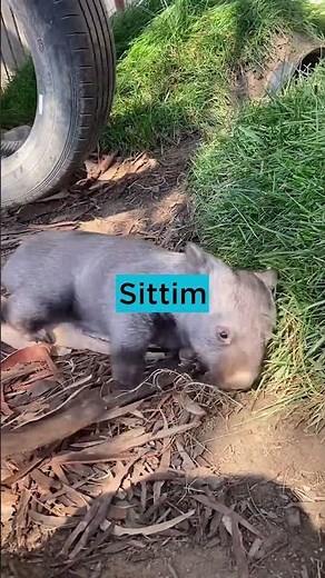 Sittim is a wonderful thing to do. 💕