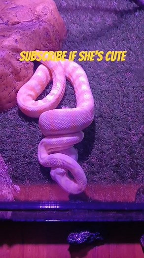 Albino Darwin python loves eating rats. #snake #python #feeding should we start#feedingstraycats