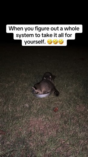 Lil bro done figured out a whole system to take it all for himself😆🤣🤣 #raccoons #raccoon #animals #comedy