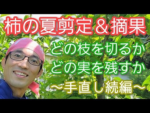 【柿(カキ)の夏剪定&摘果】不要な枝と実を見分ける方法※昨冬からの続き(2023年7月)🍃🟢