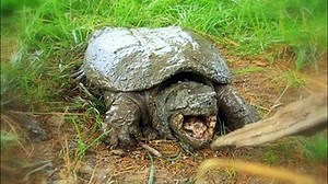 How To Catch Turtle In The Right Way, Let's Watch !!!! | AnimalsWow | Facebook