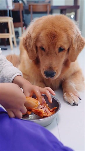 Not AI—he really ate it! Follow-up to my last video.不是ai，真的吃了！接上条视频 #dog #goldenretriever #pets