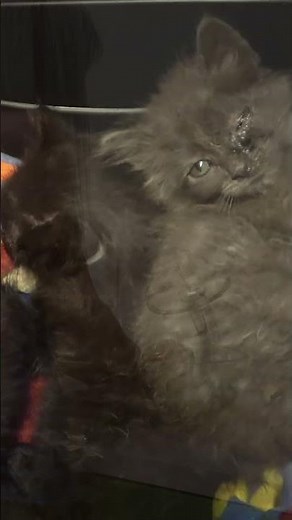 Sick kittens waited for Hope For Paws