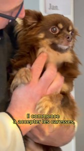 🐶 Pacha 🚹 Mâle🐾 Chihuahua🎂 6 ans📍Adoption possible dans les 8 départements D’ ÎLE DE FRANCE et dans le dept 28 📍🌟 SON HISTOIRE :Pacha a été confié à chihuahua en détresse par son éleveur. Il est réformé d’élevage. Pacha a toujours été très craintif et n’a vécu en confiance qu’avec ses congénères. Un gros travail de sociabilisation est en cours mais le chemin sera très long. Pacha est en parfaite santé, il est à jour de vaccins et a été castré et détartré. 🌟 SON CARACTÈRE :Pacha est un pe
