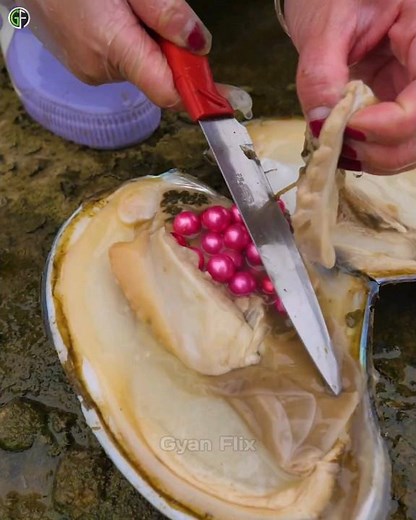 🔥देखिए सीप में मोती कैसे बनता है? #shorts #viral #ytshorts