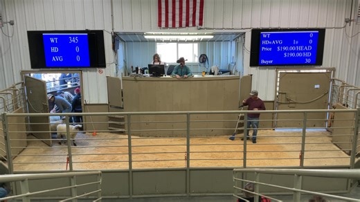 Cow House Livestock Auction on Reels