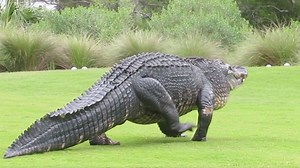 Monstrous alligator prowls golf course