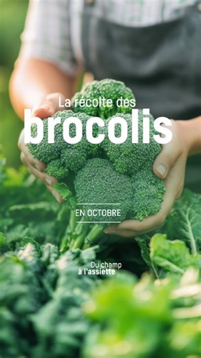 Ce mois-ci zoom sur le brocoli ! 🌱 Le brocoli est prêt à être récolté quand la tête principale est bien formée, compacte, et de couleur vert foncé. En climat tempéré, on le récolte souvent de mai à novembre. ✂️ Comment le récolter ? À l'aide d'un couteau aiguisé en coupant la tête principale avec 10-15 cm de tige et en biais. ➕ d'astuces à venir sur la conservation des brocolis 👀 ➡️ Du champ à l'assiette avec Liebherr 🍽️ | Liebherr Electroménager