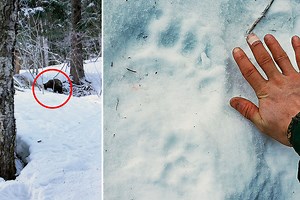 Bear bites woman's butt as she tries to go to toilet in remote outhouse