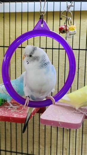 Happy Budgie Sounds 🐦💚 | Cute Chirping & Singing ASMR 🎶 BudgieSounds #BudgieChirping #BudgieASMR